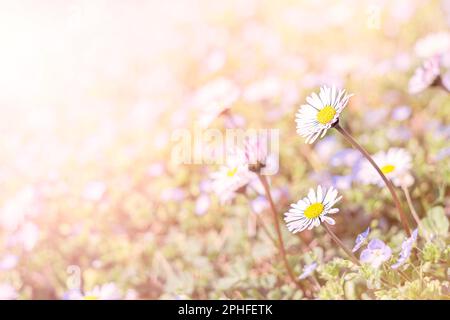 fresh daisies in the field at sunset Stock Photo