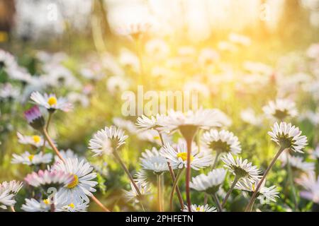 fresh daisies in the field at sunset Stock Photo