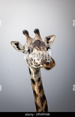A close-up of a wild Maasai Giraffe in the savannah in the Serengeti National Park, Tanzania, Africa Stock Photo