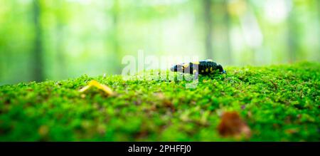 Salamander salamandra of the forest in the forest on grass and moss looking for food, the best photo. Stock Photo