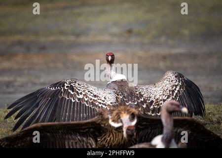 Wild large african vulture in the savannah in the Serengeti National Park, Tanzania, Africa Stock Photo