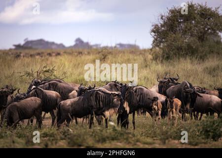 A herd of wild wildebeest, gnus, in the savannah in the Serengeti National Park, Tanzania, Africa Stock Photo