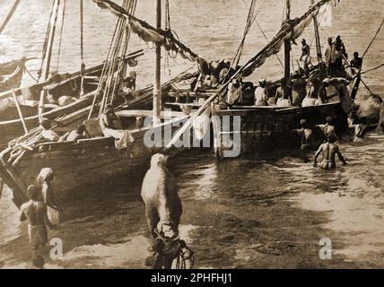 WWI - Indian boats being used to carry camels to be used for desert operations in the East Africa campaign.. ---  प्रथम विश्व युद्ध - पूर्वी अफ्रीका अभियान में रेगिस्तानी संचालन के लिए इस्तेमाल किए जाने वाले ऊंटों को ले जाने के लिए भारतीय नौकाओं का उपयोग किया जा रहा है। --  پہلی جنگ عظیم - مشرقی افریقہ کی مہم میں صحرائی کارروائیوں کے لئے اونٹ لے جانے کے لئے ہندوستانی کشتیوں کا استعمال کیا جا رہا ہے۔ --- Stock Photo