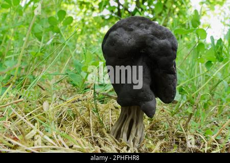 Elphin saddle fungi (Helvella lacunosa) growing beneath alder tree sapling at Three Hagges Wood Meadow, North Yorkshire, England, June 2021 Stock Photo