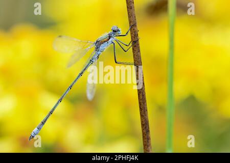 Emerald Damselfly (Lestes sponsa) perched on rush stem in early morning with Common Ragwort (Senecio jacobaea), Inverness-shire, Scotland, August 2020 Stock Photo