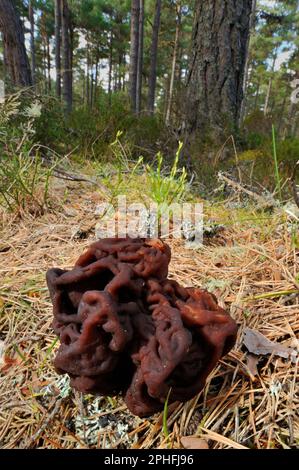 False Morel Fungi (Gyromitra esculenta) specimen on the floor of a native pine forest, RSPB Loch Garten Nature Reserve, Cairngorms National Park. Stock Photo