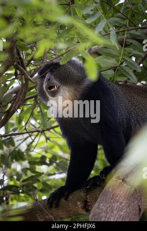 Wild large blue monkey in a tree of the Arusha National Park, Tanzania, Africa Stock Photo