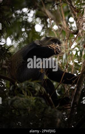 Wild large blue monkey in a tree of the Arusha National Park, Tanzania, Africa Stock Photo