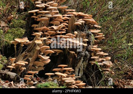 Honey Fungus / Bootlace Fungus (Armillaria mellea) growing on decaying stump of silver birch tree (Betula pendula). Stock Photo