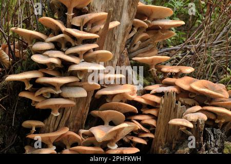 Honey Fungus / Bootlace Fungus (Armillaria mellea) growing on decaying stump of silver birch tree (Betula pendula). Stock Photo