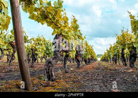 Monnières . Vineyards in the Nantes region in spring. Loire-Atlantique. Country of the Loire Stock Photo