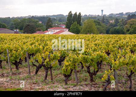 Monnières . Vineyards in the Nantes region in spring. Loire-Atlantique. Country of the Loire Stock Photo