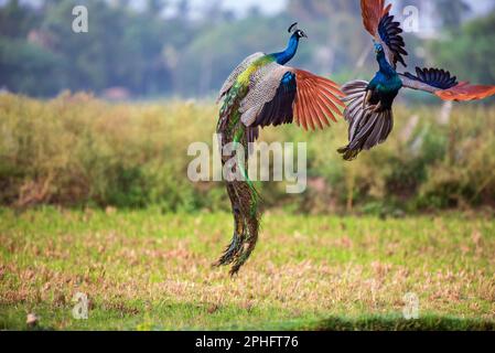 Two peacocks fighting it out. India: THESE COLOURFUL images show a fight for dominance between two male peacocks. One image shows two male peacocks la Stock Photo