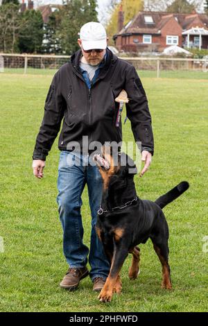 male rottweiler paying full attention to handler Stock Photo