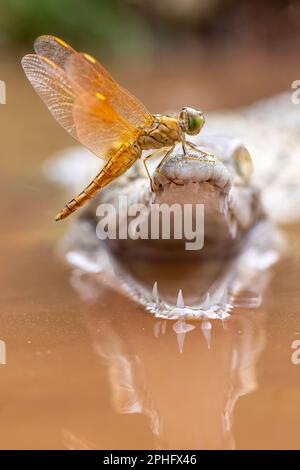 A balancing act. Indonesia: A BRAVE dragonfly decided to take a deadly seat on the mouth of a growing crocodile, tempting fate as it tried to stay awa Stock Photo