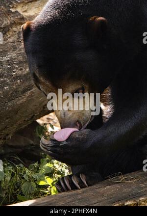 A curious sun bear. The Netherlands: THIS SUN bear might be the world?s smallest breed of bear but as these raspberry pics show it makes up for its di Stock Photo