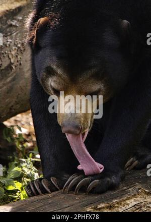 A long tongue. The Netherlands: THIS SUN bear might be the world?s smallest breed of bear but as these raspberry pics show it makes up for its dinky s Stock Photo