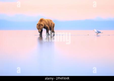 Staring at its reflection. Alaska, USA: THESE INCREDIBLE images show a bear seemingly walking on water. One image shows a brown bear walking across th Stock Photo