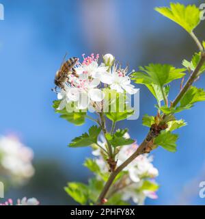 Square crop of a honey bee visiting the flower of a Parsley Hawthorn tree. Stock Photo
