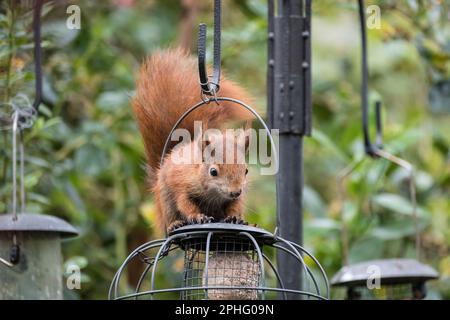 A wild Red Squirrel (Sciurus vulgaris) on a squirrel-proof feeder hanging in a domestic garden. Benllech, Isle of Anglesey, Wales, UK, Britain Stock Photo