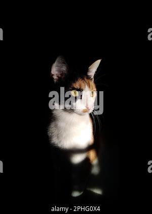 healthy calico cat looking illuminated by sunlight on black background Stock Photo