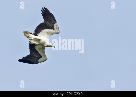 Adult white bellied sea eagle dives down to its nesting tree, Singapore Stock Photo