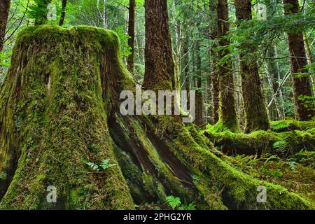 Moss covered old growth tree stump in Tongass National Forest provides a reminder of the logging industry that was once active in this part of Alaska Stock Photo