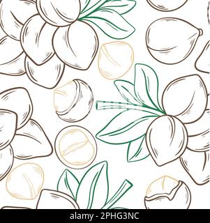 Macadamia nuts hand engraved background Stock Vector