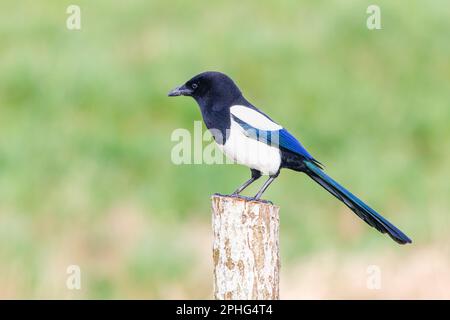 Close up of Magpie, Pica pica, fsitting on a pole against a soft green blurred background Stock Photo