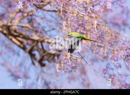 Monk parakeet in flight with nesting material, Pantanal, Brazil. Stock Photo