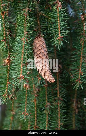 European spruce aka Norway spruce, Picea abies, cone hanging from branch. Stock Photo