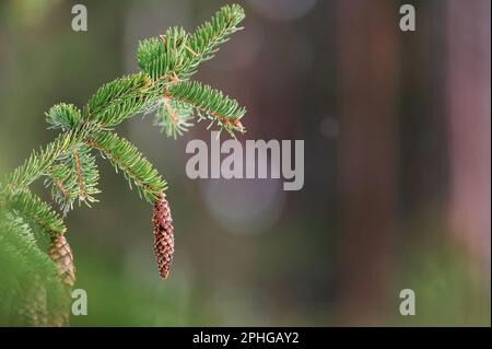 European spruce aka Norway spruce, Picea abies, cones hanging from branch. Stock Photo