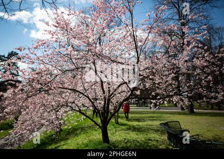 Munich, Germany. 28th Mar, 2023. Olympic park in Munich, Germany on March 28, 2023 at the cherry blossoms. In the japanese culture the time of the cherry blossom is a highlight of the calendar and the beginning of the spring. (Photo by Alexander Pohl/Sipa USA) Credit: Sipa USA/Alamy Live News Stock Photo