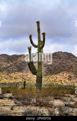 Saguaro Cactus cereus giganteus in Arizona Sonora desert San Tan mountains Stock Photo