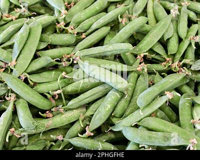 Fresh English peas in the pea pod in a bin at a farm market in Montgomery Alabama, USA. Stock Photo