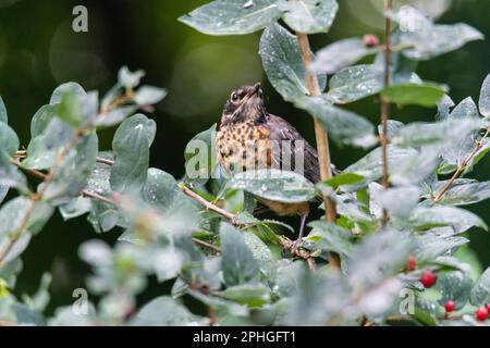 Juvenile American robin, Turdus migratorius, perching in a bush, Quebec, Canada Stock Photo