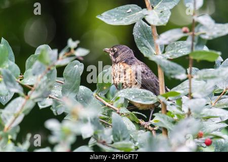 Juvenile American robin, Turdus migratorius, perching in a bush, Quebec, Canada Stock Photo