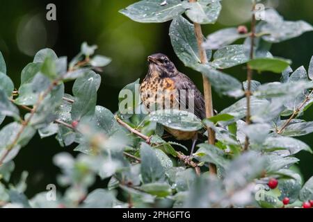 Juvenile American robin, Turdus migratorius, perching in a bush, Quebec, Canada Stock Photo