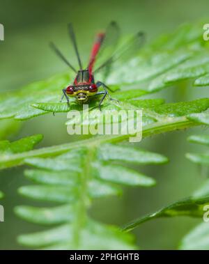 Head On View Of A Male Large Red Damselfly, Pyrrhosoma nymphula, Resting On A Bracken Fern, New Forest England UK Stock Photo