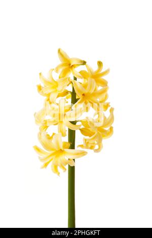 Yellow hyacinth flower isolated on a white background. Spring Stock Photo