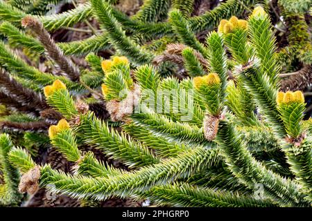 Monkey Puzzle or Chilean Pine (araucaria araucana), close up of the upper branches of the tree showing the flowers, cones and sharp triangular leaves. Stock Photo