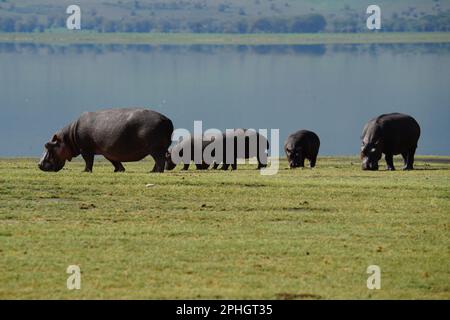 Hippo family at Ngorongoro National Park Tanzania Stock Photo