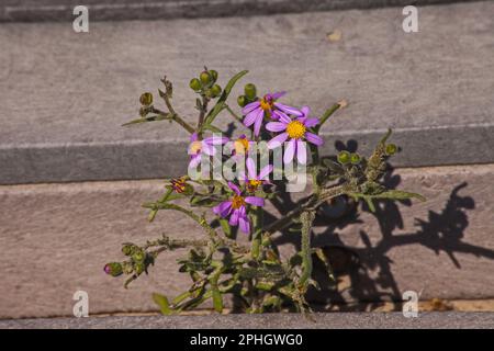 Blue Marguerite (Felicia amelloides) 12304 Stock Photo