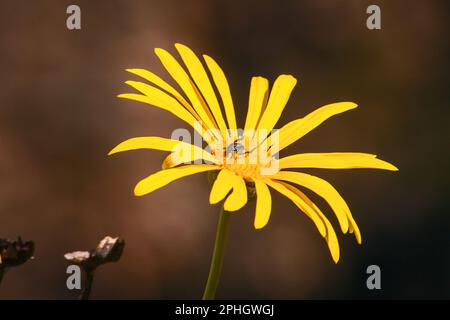 Giant Resin Bush (Euryops chrysanthemoides) 12693 Stock Photo