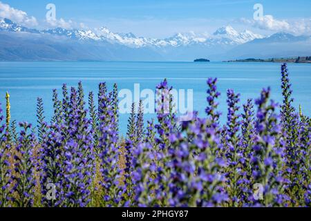 Wild flowers (Vipers Bugloss) growing on the banks of Lake Pukaki with a backdrop of Aoraki/Mt Cook, South Islands, New Zealand Stock Photo