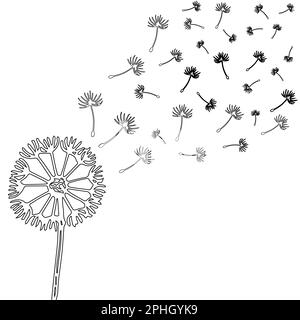 Silhouette of a black dandelion on a white background. Black dandelion seeds flutter in the wind. Stock Photo