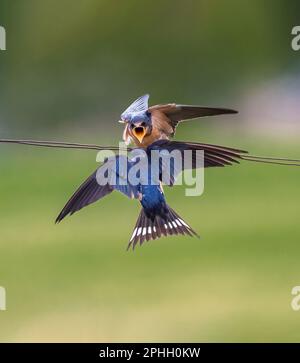 A Barn Swallow chick on a wire eagerly anticipating a meal from its parent who has come to feed it. Stock Photo
