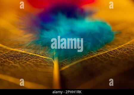 Close up view of several colorful artificial feathers lying on a large transparent leaf Stock Photo