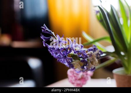 beautiful purple pink blooming bulbous hyacinths in ceramic pots stand on a light table against a background cozy room. Spring mood. Blurred Stock Photo