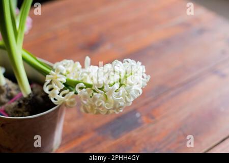 beautiful white blooming bulbous hyacinths in ceramic pots stand on a light table against a background cozy room. Spring mood. Blurred background Stock Photo